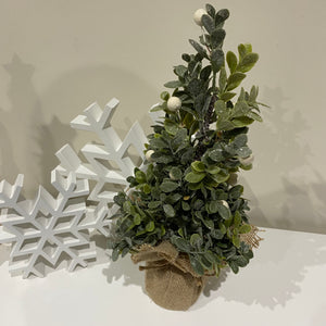 Eucalyptus Tree